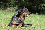 BEAUCERON 576